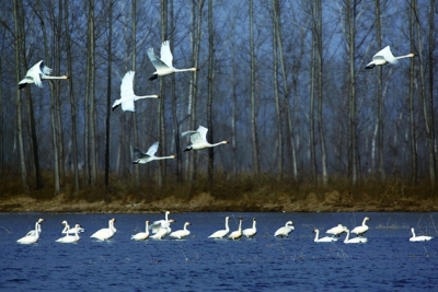 �ӱ�ʡ��ɽ�еĲ�����ʪ�ر���Ϊ&ldquo;���������&rdquo;��ÿ��10����Ѯ��11����Ѯ���������Ѽ��ڡ�